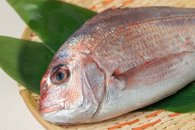 ふるさと納税　鮮魚　真鯛